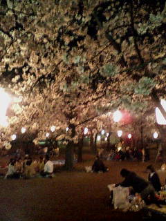 華蔵寺公園の櫻