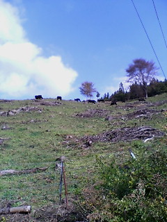 大峰の牛