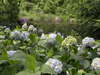 Photo_5